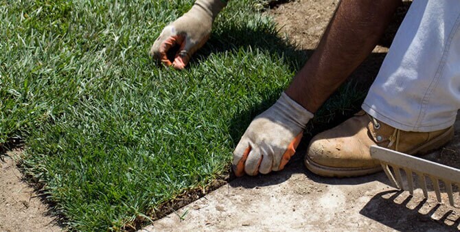 person installing sod